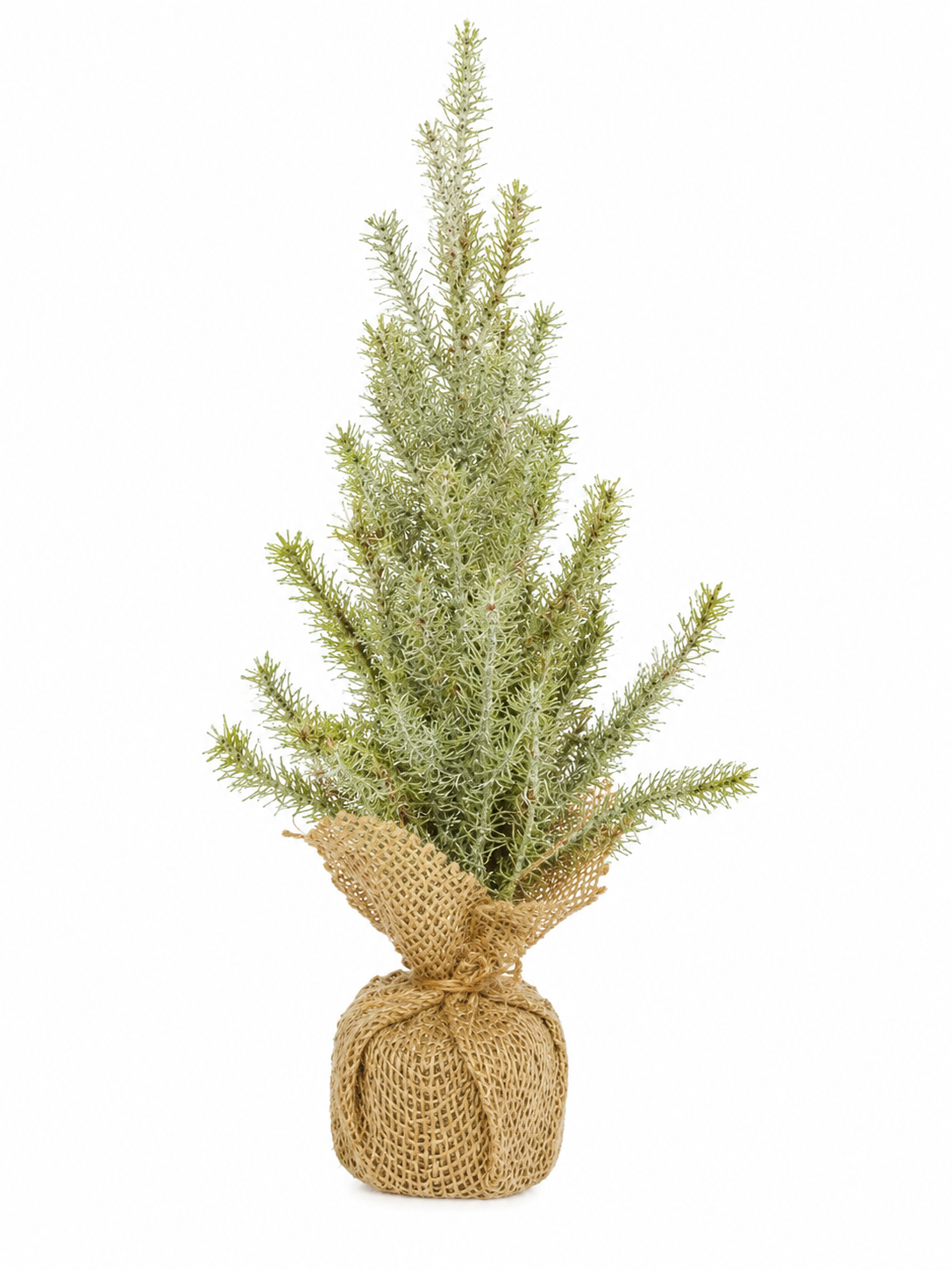 Balsam Tree in Burlap Base