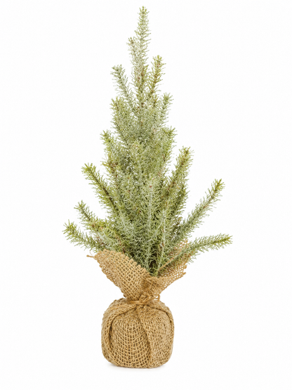Balsam Tree in Burlap Base