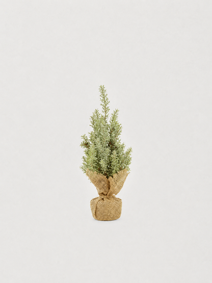 Balsam Tree in Burlap Base